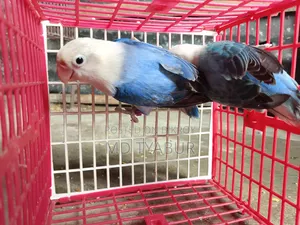 লাভ বার্ডস