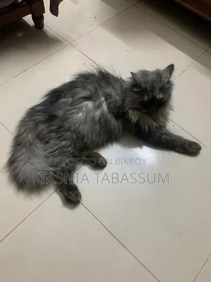 ১+ বছরের মেল পিওরব্রেড পার্সিয়ান