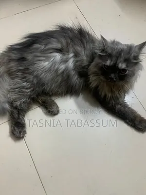 ১+ বছরের মেল পিওরব্রেড পার্সিয়ান