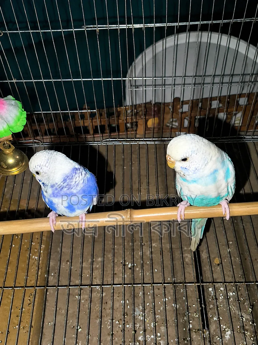 Active Budgerigar for Sale