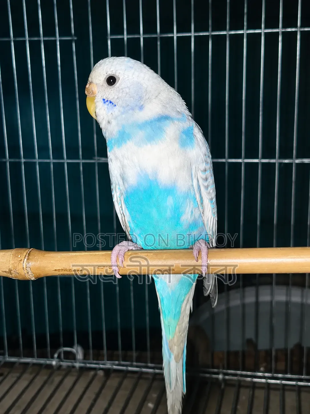 Active Budgerigar for Sale