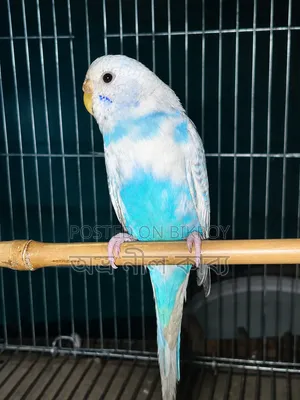 Active Budgerigar for Sale