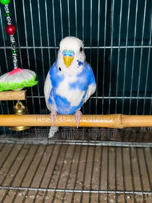 Active Budgerigar for Sale