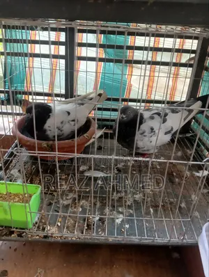 Four Pairs of Pigeons for Sale with Cage and Eggs