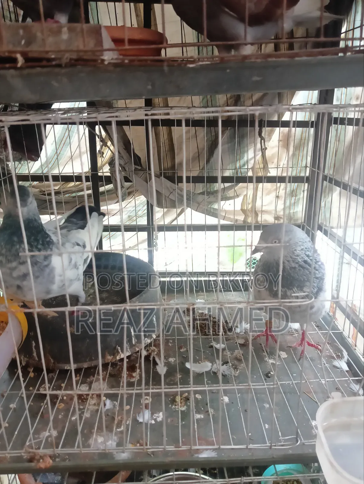 Four Pairs of Pigeons for Sale with Cage and Eggs