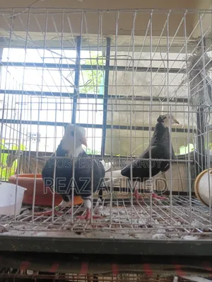 Four Pairs of Pigeons for Sale with Cage and Eggs