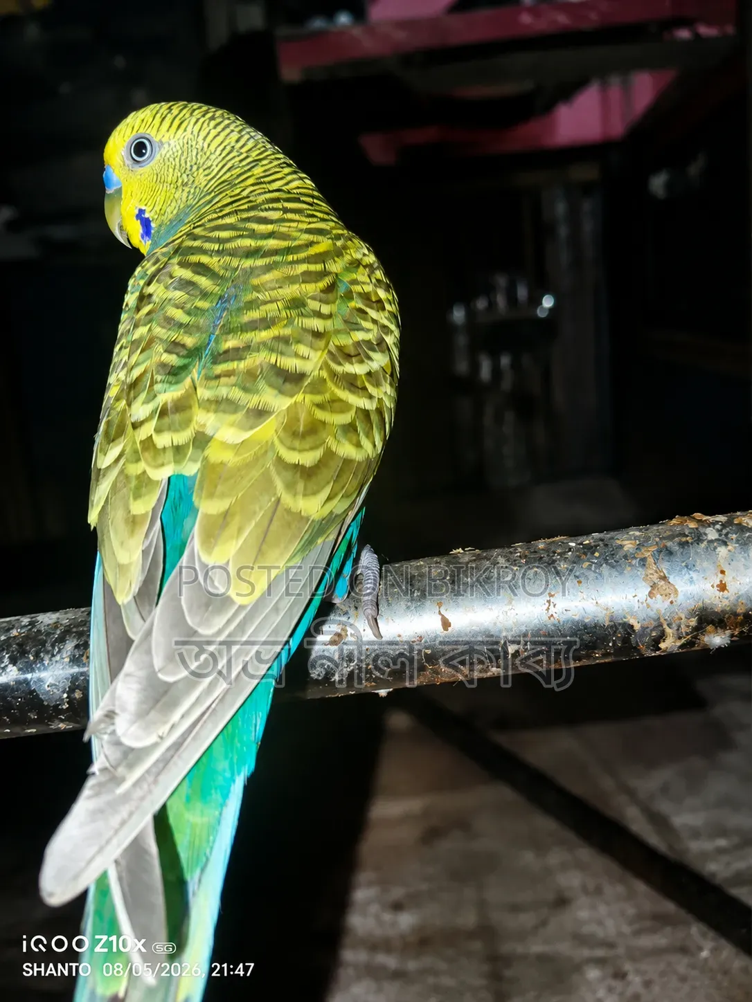 Active Budgerigar for Sale