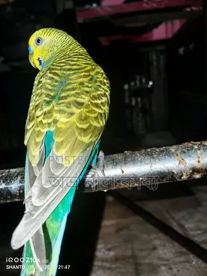 Active Budgerigar for Sale
