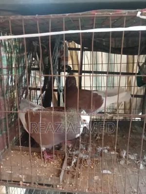 Four Pairs of Pigeons for Sale with Cage and Eggs