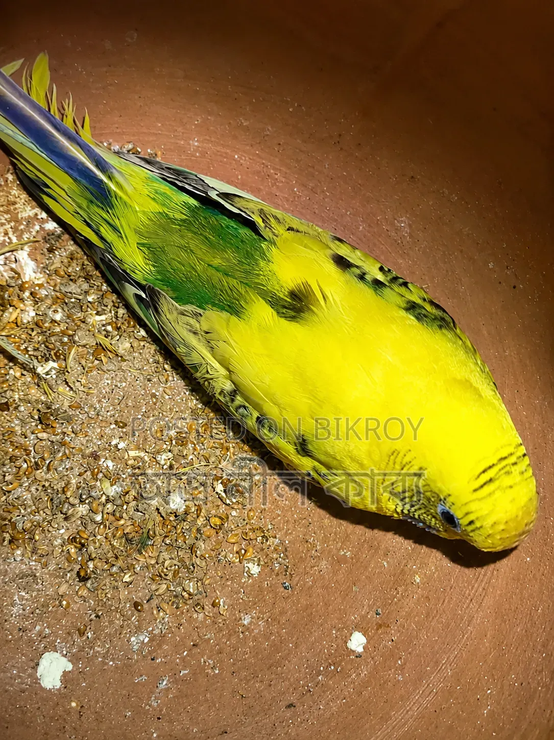 Active Budgerigar for Sale