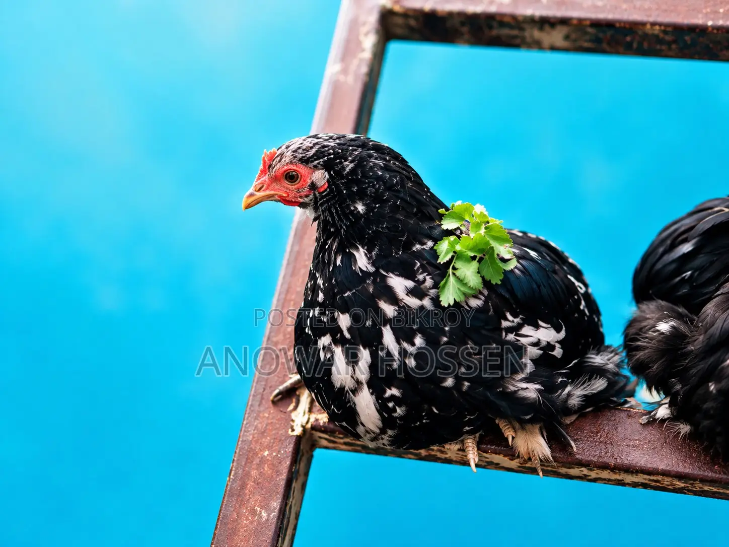 2 Pieces Silver Cochin Chickens for Sale (Active Pair)