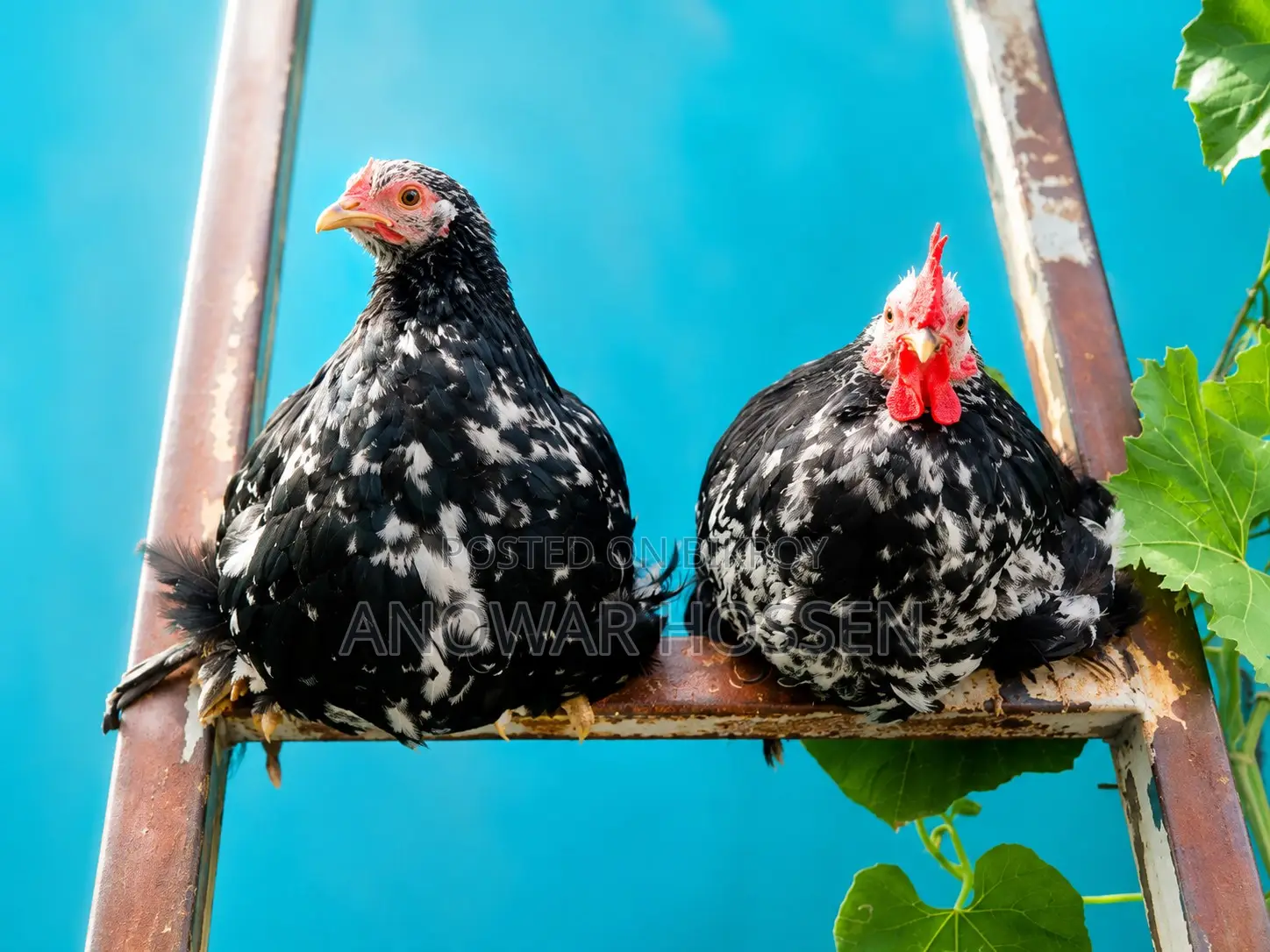 2 Pieces Silver Cochin Chickens for Sale (Active Pair)