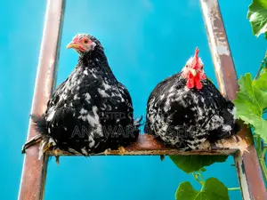 2 Pieces Silver Cochin Chickens for Sale (Active Pair)