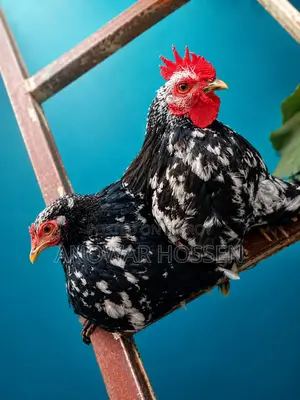 2 Pieces Silver Cochin Chickens for Sale (Active Pair)