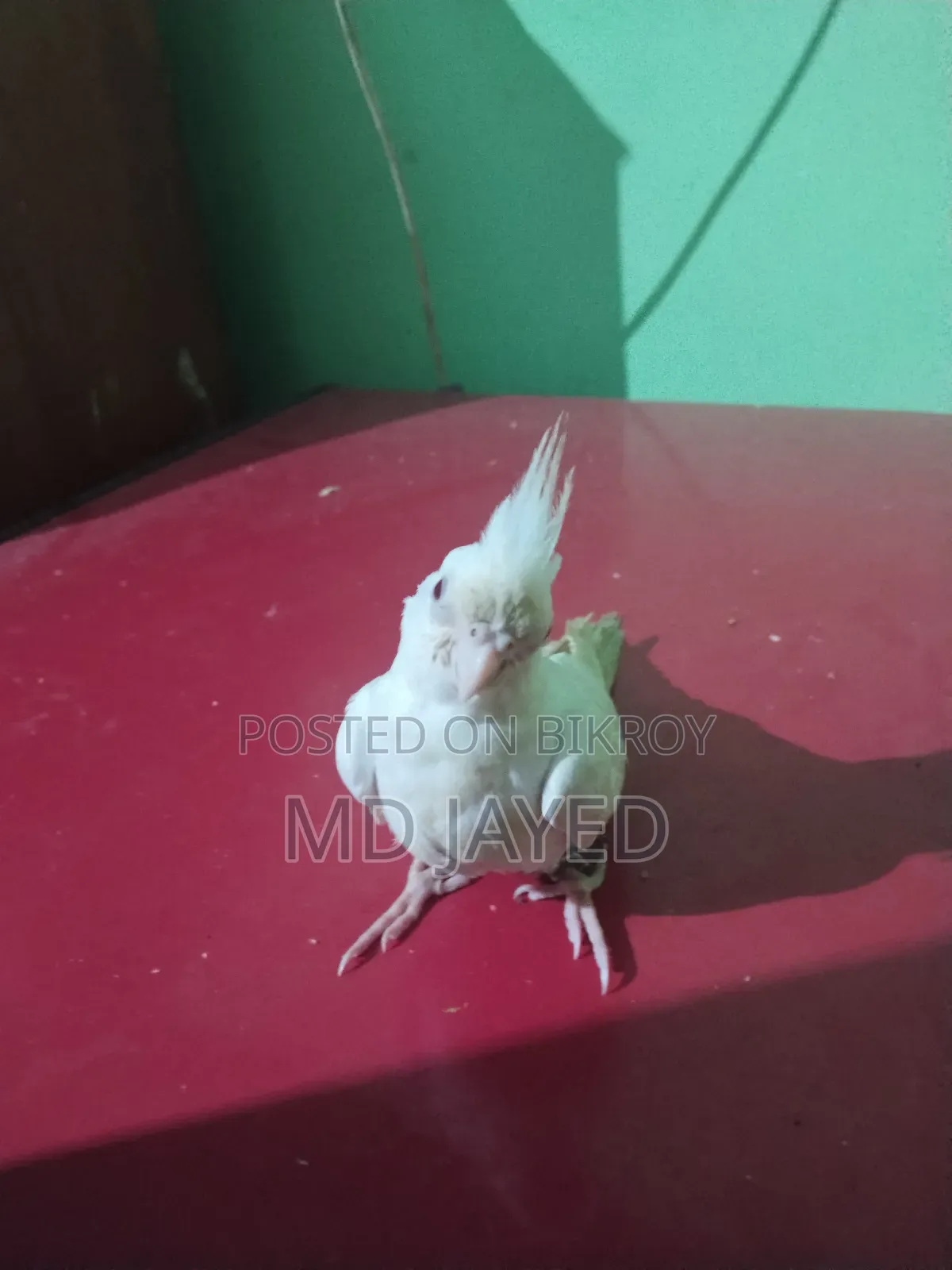 Cockatiel Bird for Sale