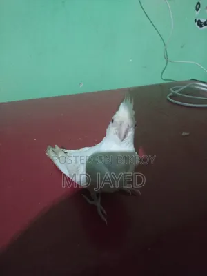 Cockatiel Bird for Sale