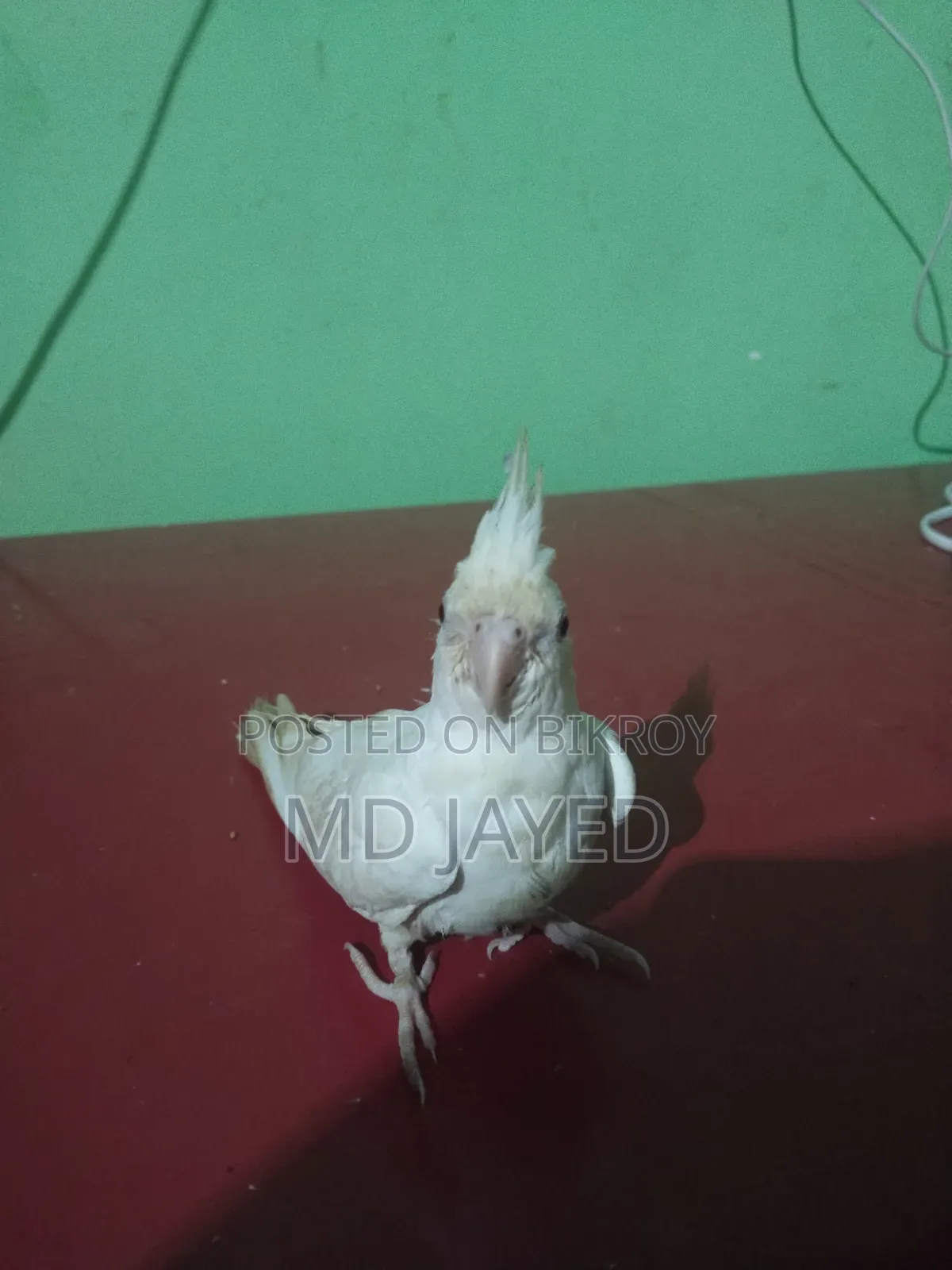 Cockatiel Bird for Sale