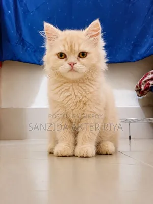 ১-৩ মাসের নারী খাঁটি পার্সিয়ান বিড়াল