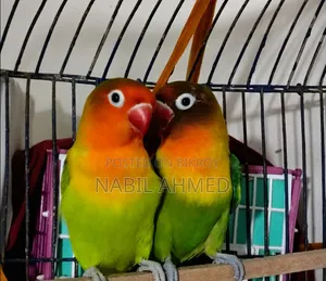 Fischer Lovebirds.