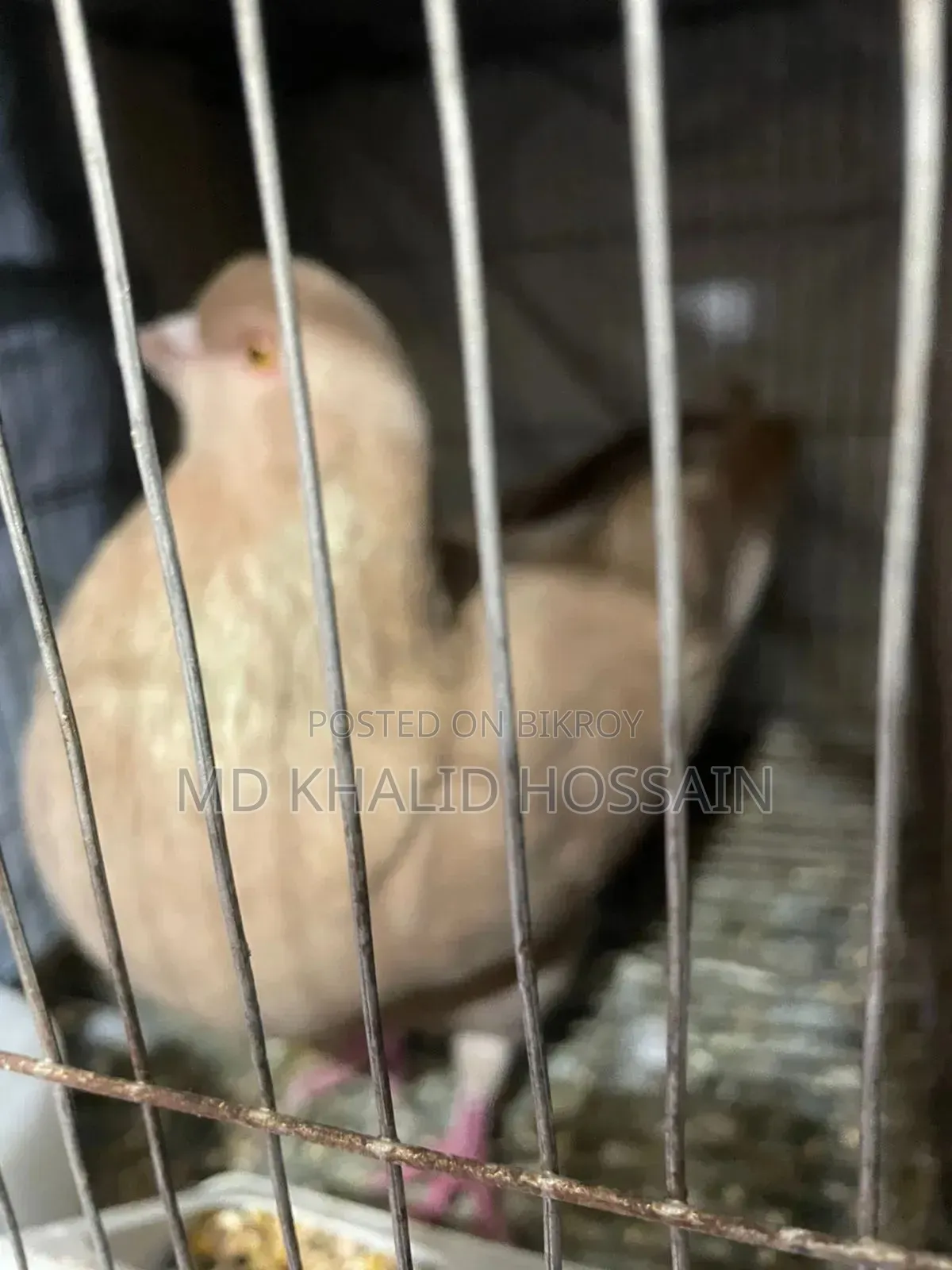 সাদা নর কিং কবুতর বিক্রি হবে।
