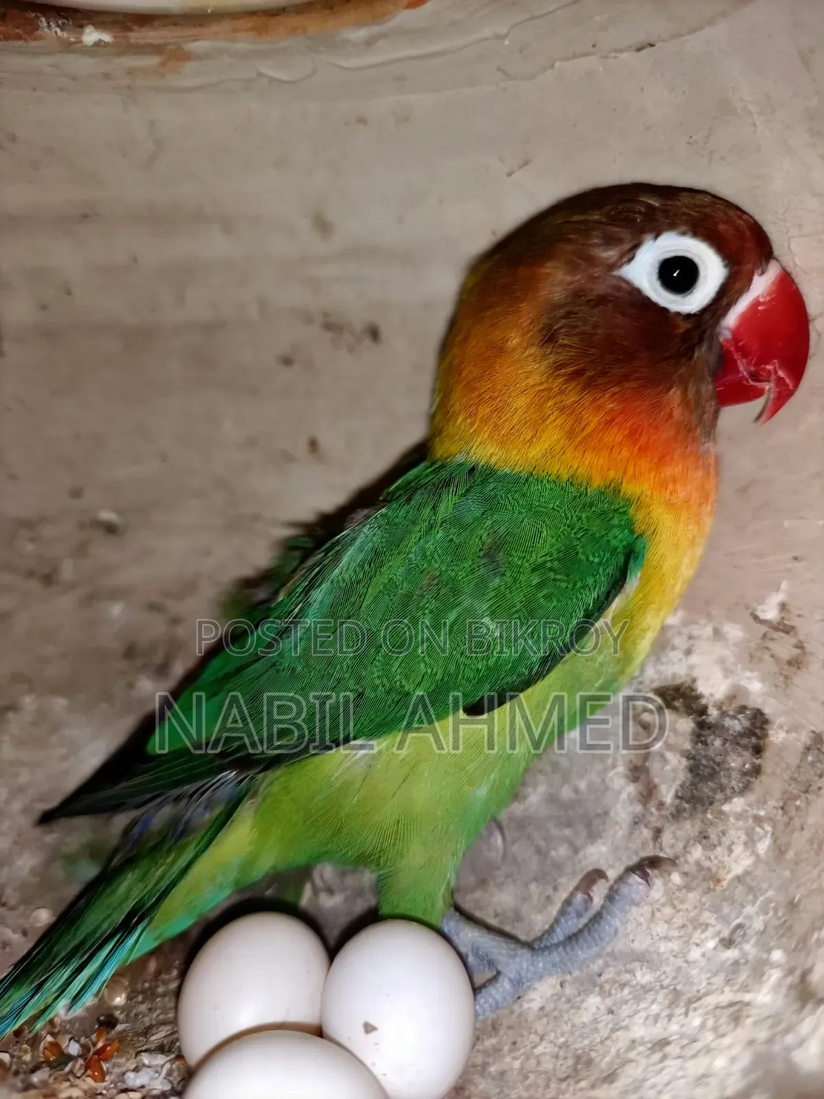 ফিশার লাভবার্ডস।