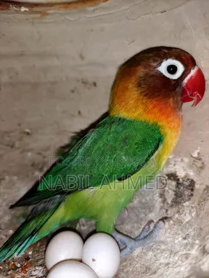 ফিশার লাভবার্ডস।