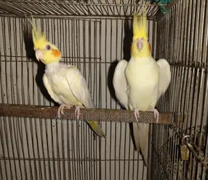Running Cockatiel
