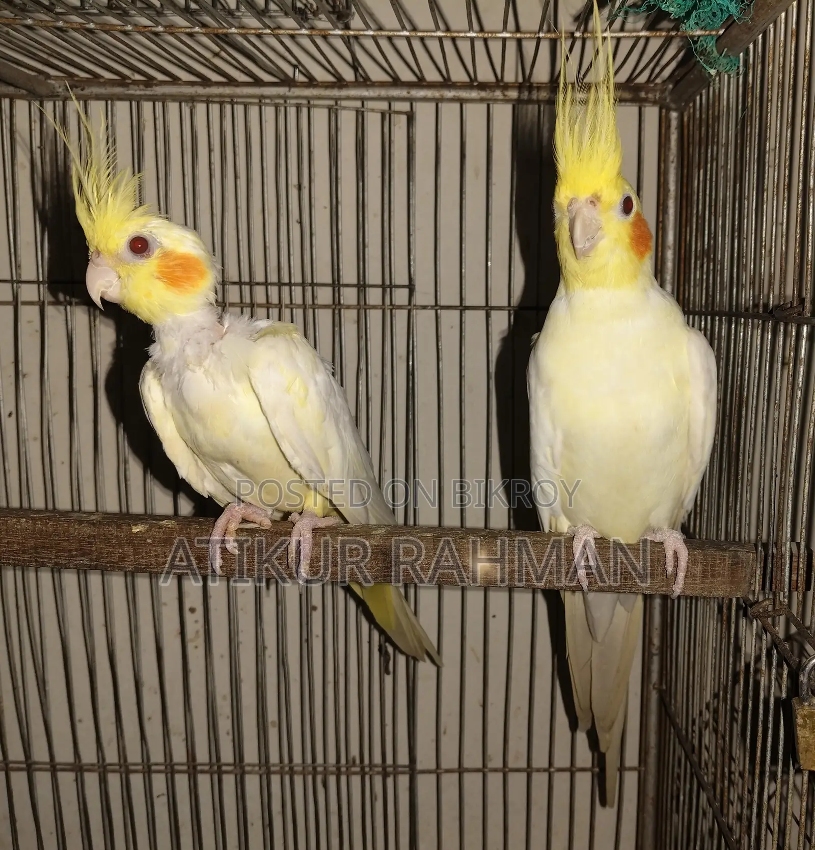 রানিং কোকাটেল