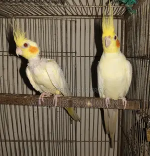 রানিং কোকাটেল