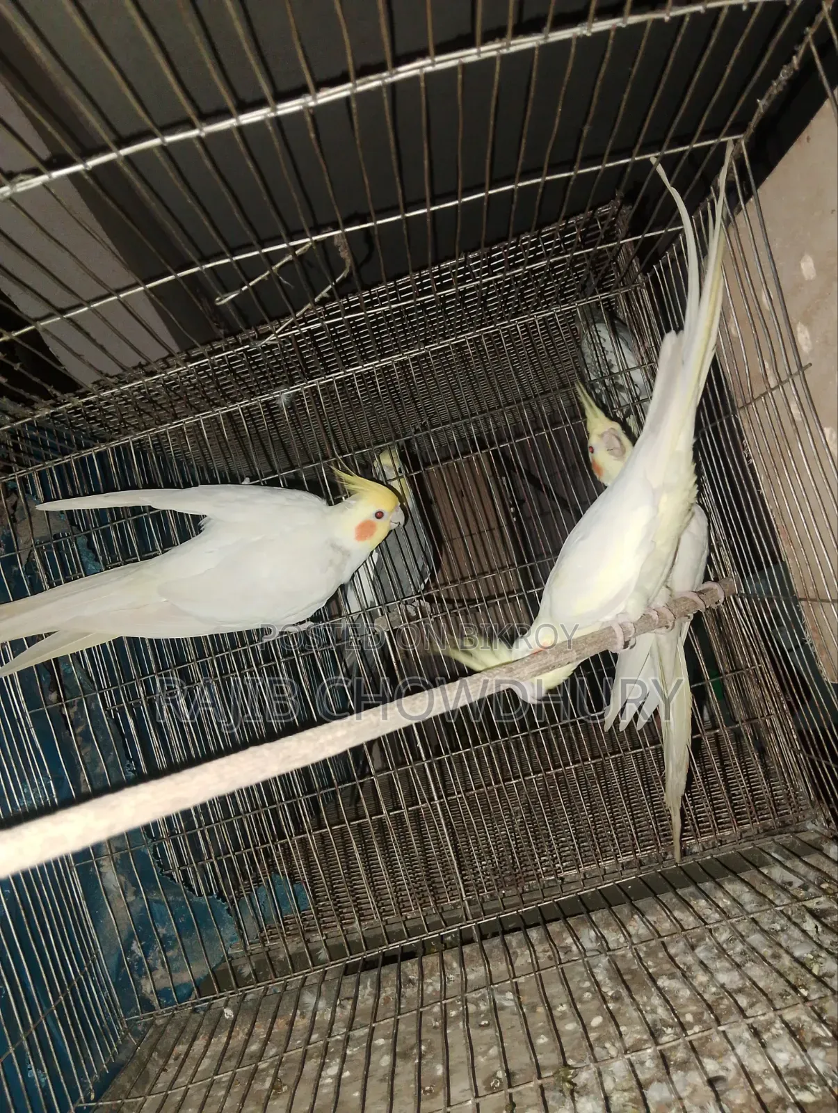 ককাটেল ২ জোড়া