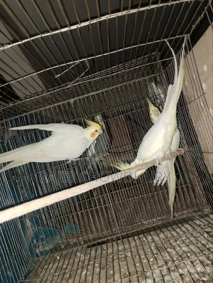 ককাটেল ২ জোড়া