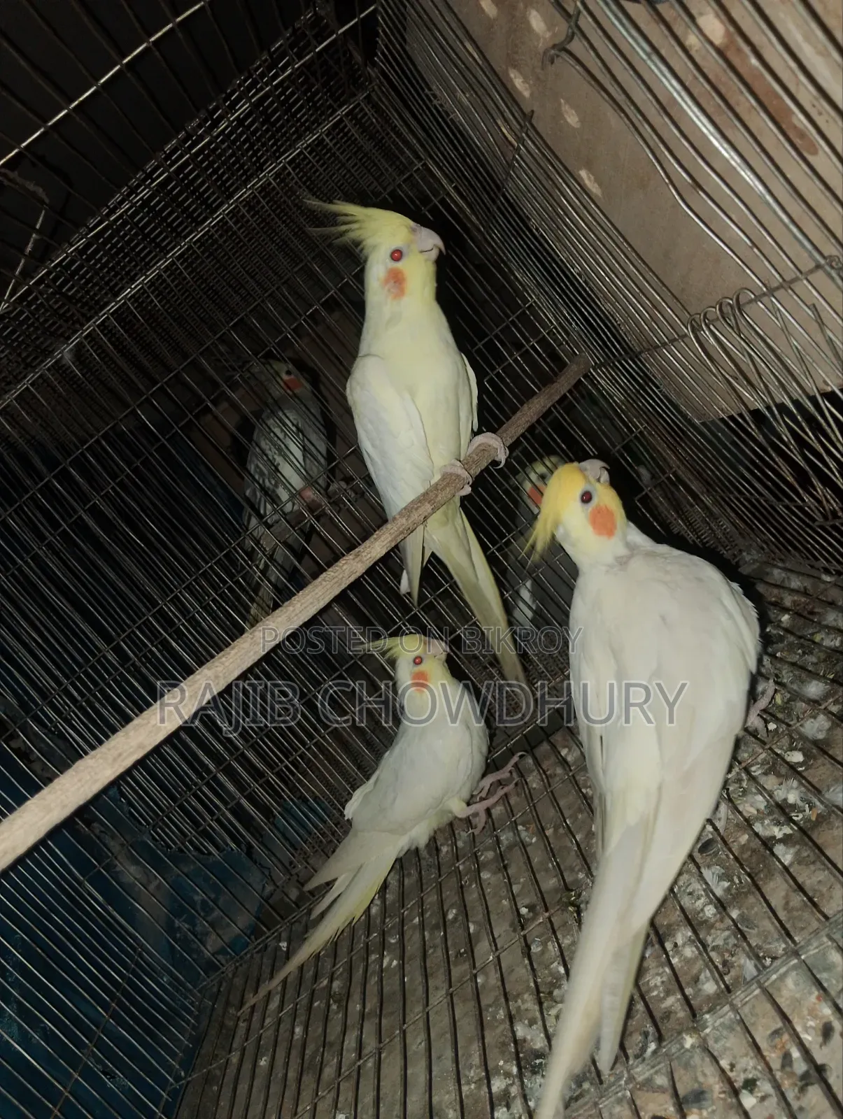 ককাটেল ২ জোড়া