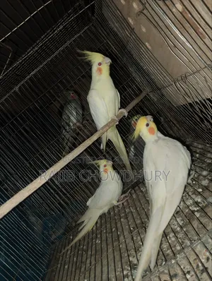 ককাটেল ২ জোড়া