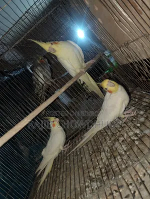 ককাটেল ২ জোড়া