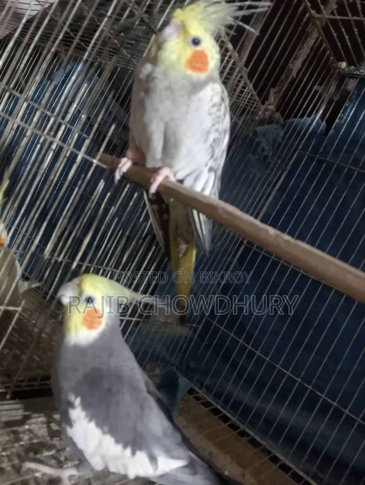 ককাটেল ২ জোড়া