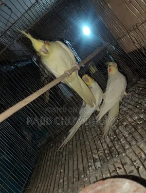 ককাটেল ২ জোড়া