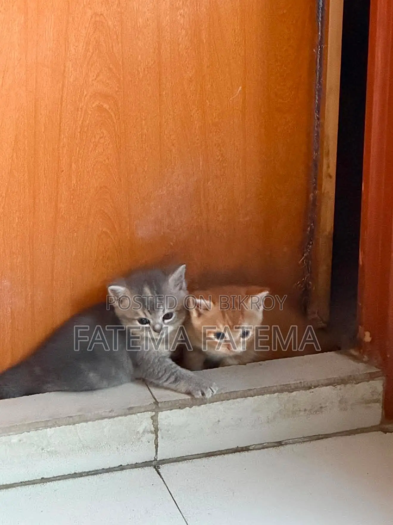 ১-৩ মাসের মেল পিউরব্রেড আমেরিকান শর্টহেয়ার