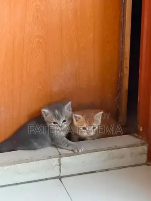 ১-৩ মাসের মেল পিউরব্রেড আমেরিকান শর্টহেয়ার