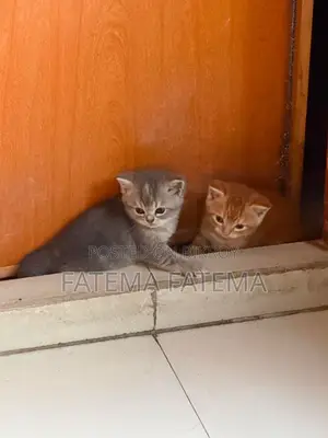 ১-৩ মাসের মেল পিউরব্রেড আমেরিকান শর্টহেয়ার