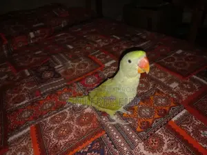 Chandana Baby Ringneck Parakeet