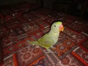 Chandana Baby Ringneck Parakeet