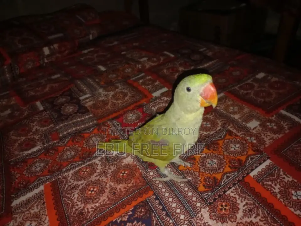 চন্দনার বাচ্চা টিয়া