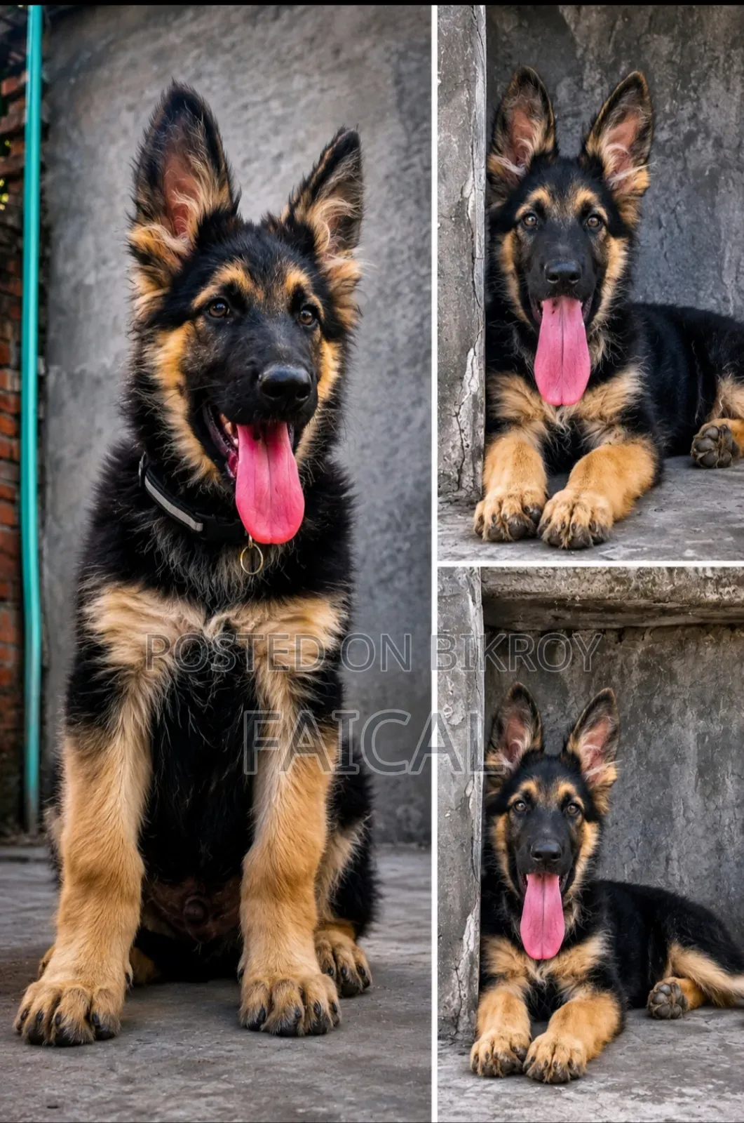 ১-৩ মাসের নর পিওরব্রেড জার্মান শেফার্ড
