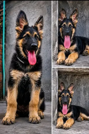 ১-৩ মাসের নর পিওরব্রেড জার্মান শেফার্ড
