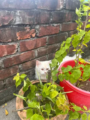 6-12 months Female Purebred Persian