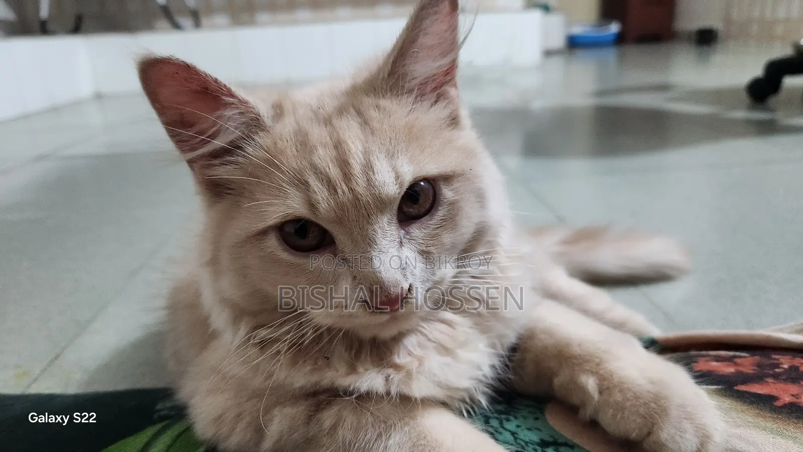 ৩-৬ মাসের পুরুষ খাঁটি পার্সিয়ান