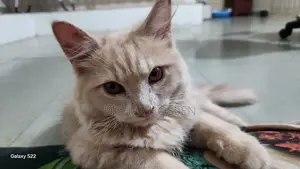 ৩-৬ মাসের পুরুষ খাঁটি পার্সিয়ান