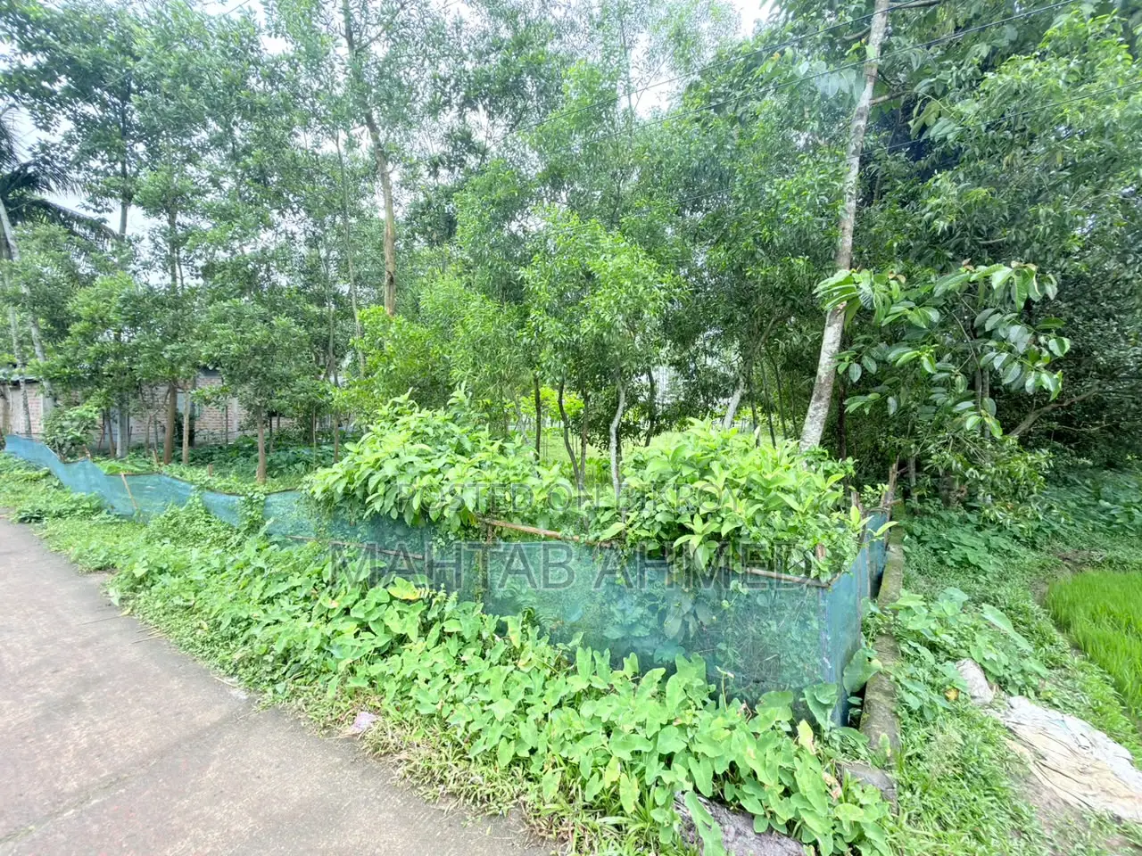 এখনই বাড়ি করার উপযুক্ত! সিলেটে ৪৮ শতক নির্ভেজাল জমি বিক্রি হবে।