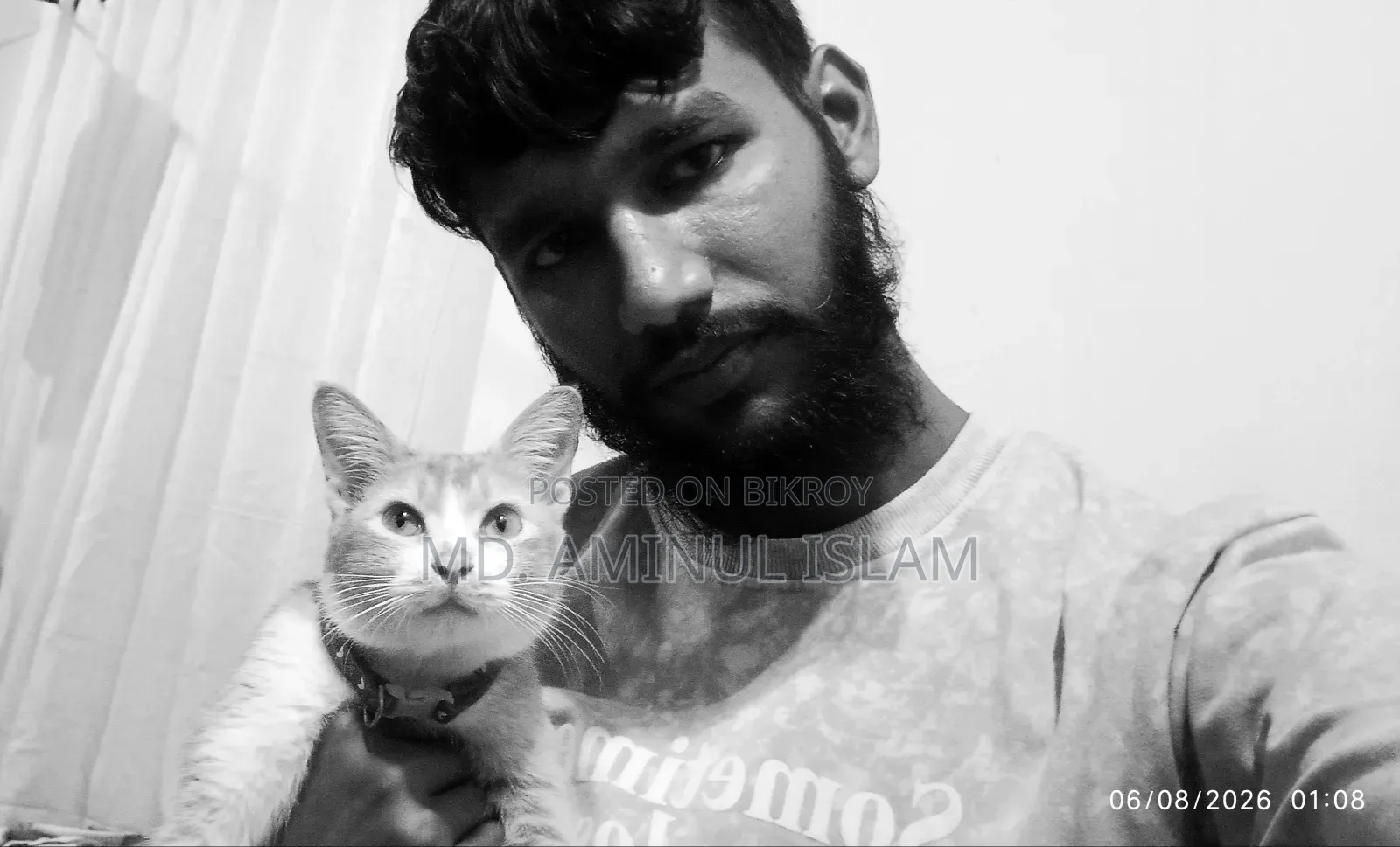 এক বছরের বেশি বয়সী খাঁটি জাতের নারী বেঙ্গল বিড়াল
