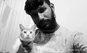 এক বছরের বেশি বয়সী খাঁটি জাতের নারী বেঙ্গল বিড়াল